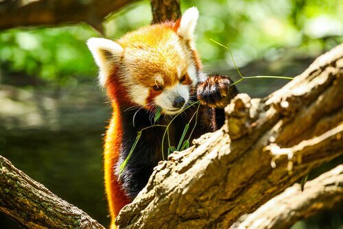 Panda minore mangia del bambù