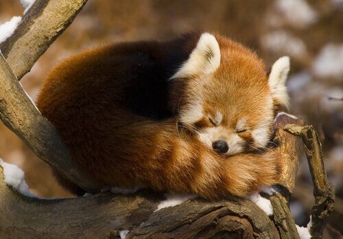 Panda minore mentre dorme raggomitolato