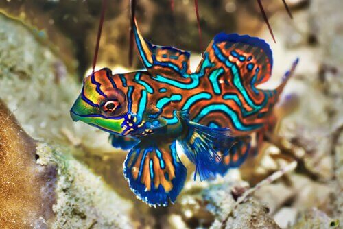 I 5 pesci più belli del regno animale
