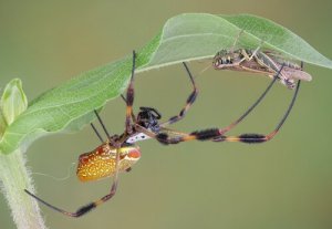 I 5 ragni più velenosi del mondo