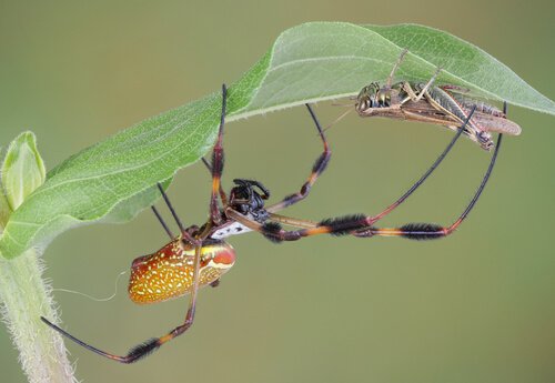 I 5 ragni più velenosi del mondo