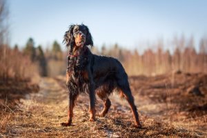 Setter scozzese: il cane da ferma più bello