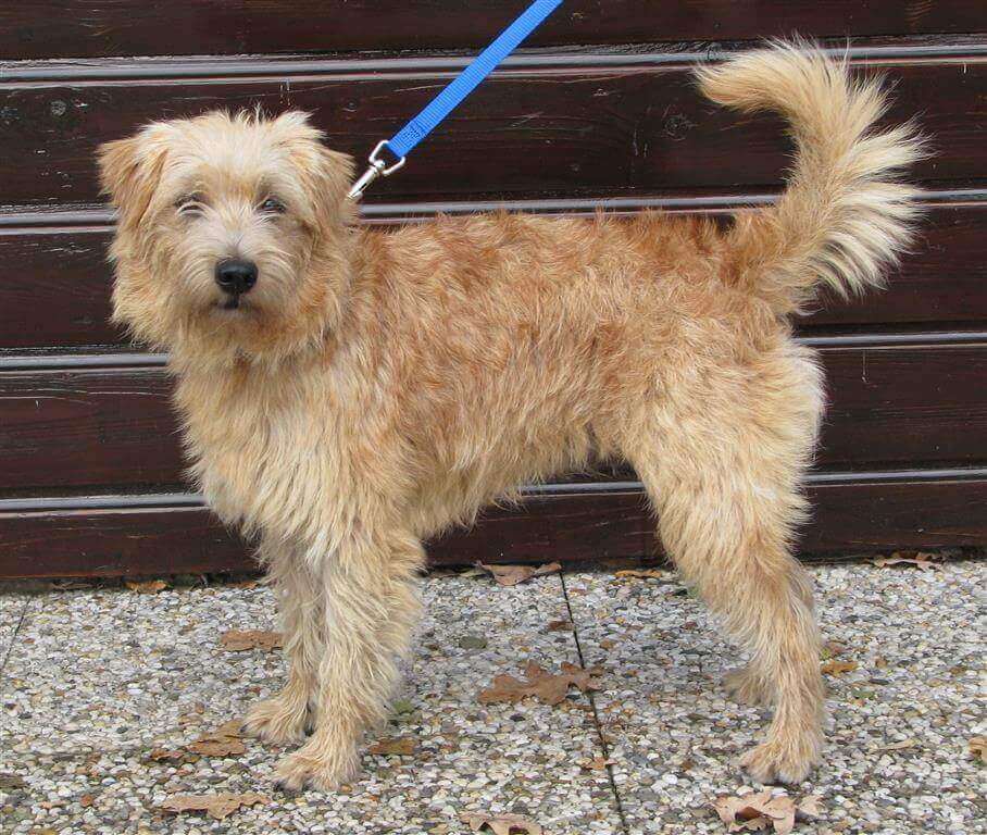 un Smoushond olandese al guinzaglio in strada