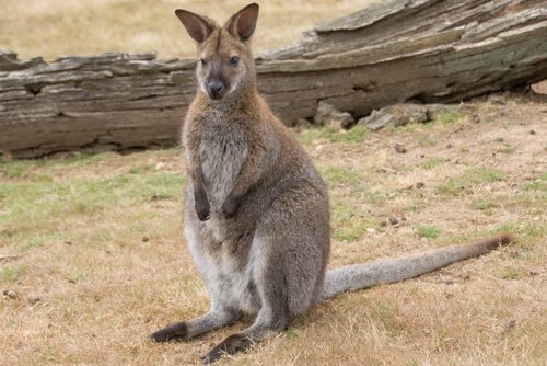 Wallaby fermo accanto a un tronco