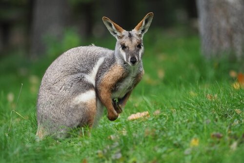 Wallaby: un piccolo canguro tutto da scoprire