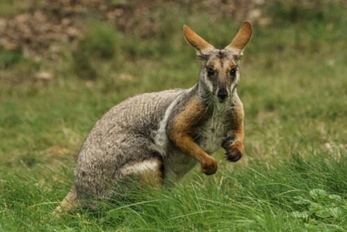 Wallaby tra l'erba alta di un pascolo