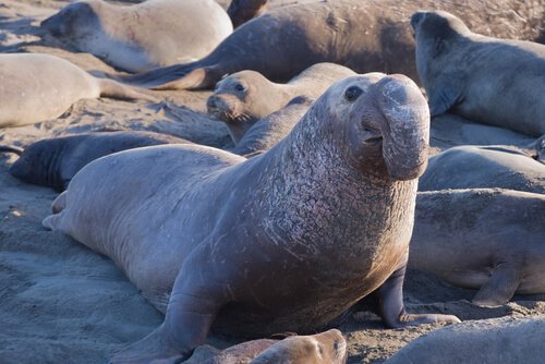 un adulto di Elefante marino controlla il suo branco