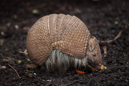 L'incredibile fauna del Brasile - I Miei Animali