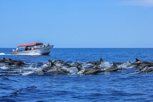 Delfini in libertà nel mare e barca bianca e rossa
