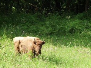 La storia del bisonte europeo: salvato dall'estinzione