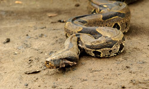 Boa costrictor striscia su un terreno arido