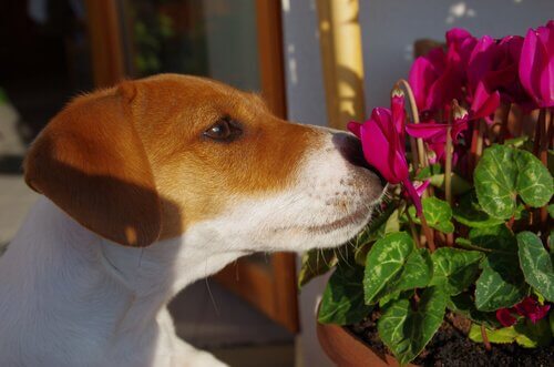 La terapia con i fiori per cani