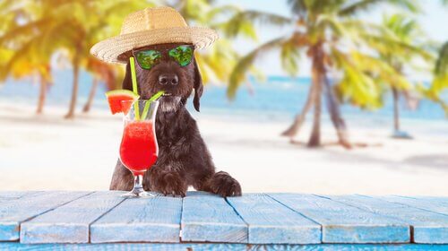 un cagnolino beve un drink sulla spiaggia