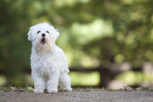Cagnolino bianco in piedi su una strada