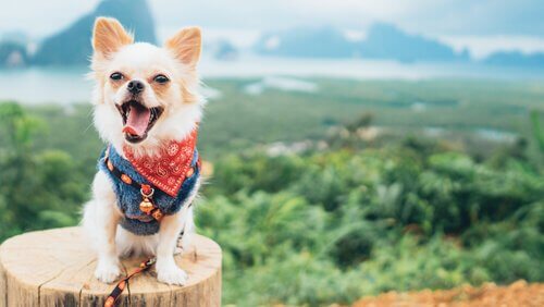 Cagnolino con bandana su un palo