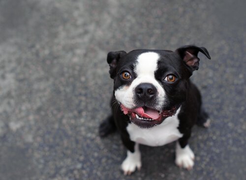 un cagnolino bianco e nero guarda verso l'alto