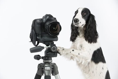 Cane accanto a una macchina fotografica
