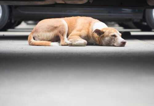 Cane anziano randagio dorme sotto un'auto