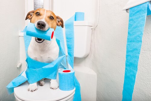 Diarrea nei cani anziani: cosa fare?