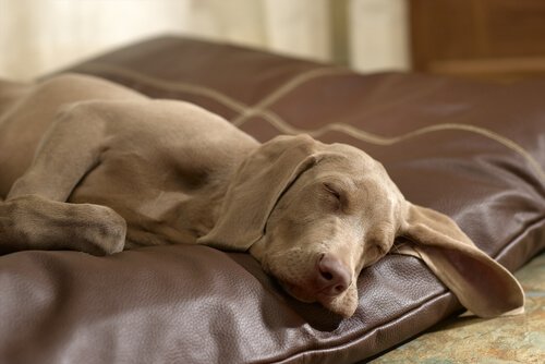 Cane dorme rilassato su un cuscino di pelle