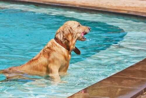 Cane esce da una piscina