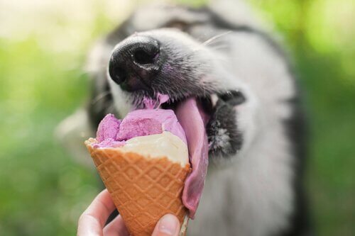Cane mangia un cono gelato