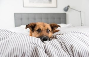 Perché il cane non vuole dormire nella cuccia?