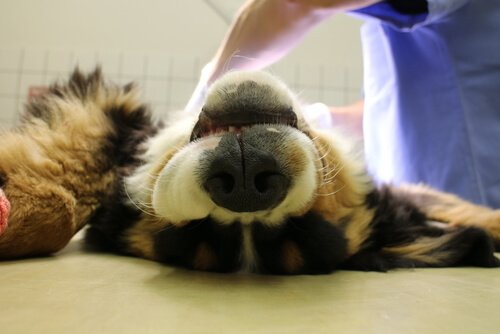 un cane operato di ernia ombelicale dal veterinario