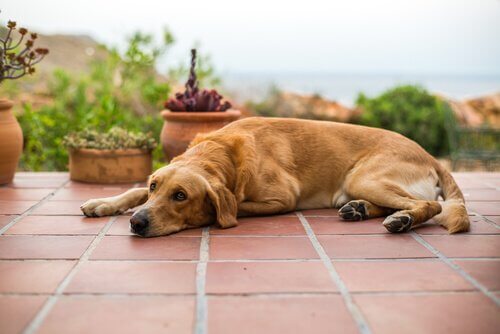 Cane riposa sul suolo di una villa