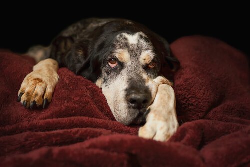 Cane riposa sulle coperte rosse di un letto