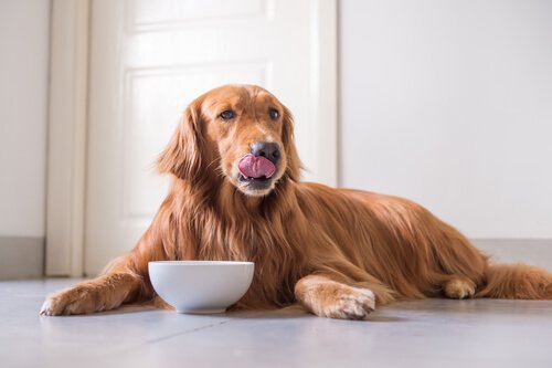 Malattie causate dalla cattiva alimentazione in cani e gatti