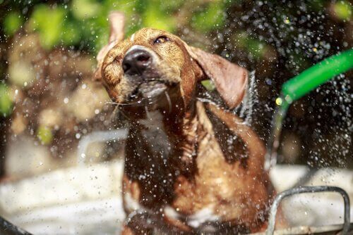 Cane si scuote mentre viene lavato con la pompa del giardino