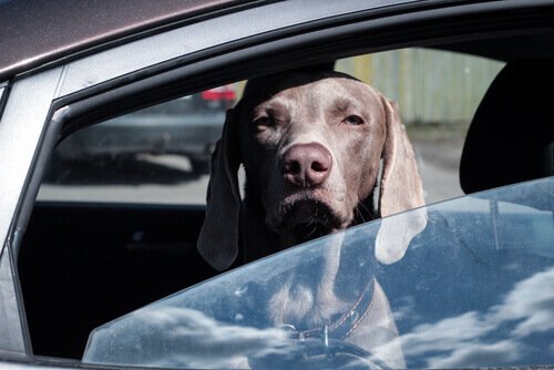 un cane sporge la testa oltre il finestrino della macchina