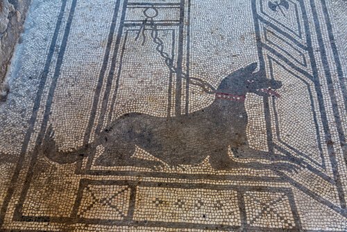 Cane su un mosaico romano