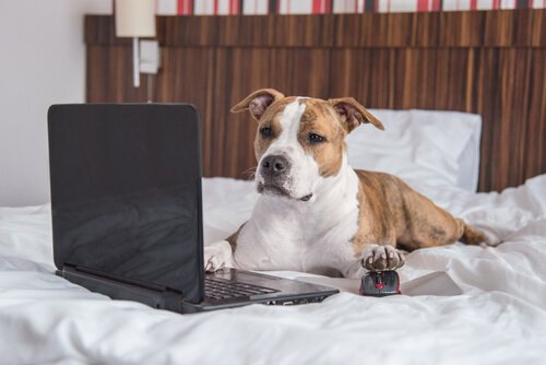 Cane sul letto guarda portatile