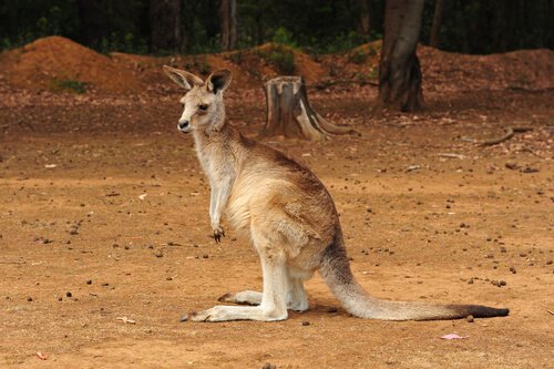 Canguro australiano di profilo su un terreno secco
