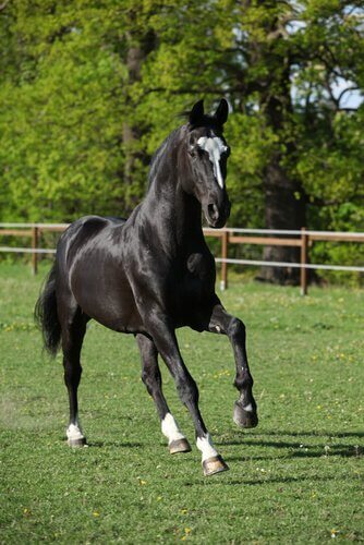 Cavallo nero in piedi dentro a un recinto