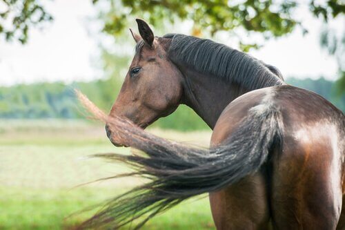 Cavalli mezzosangue: i migliori per l'equitazione