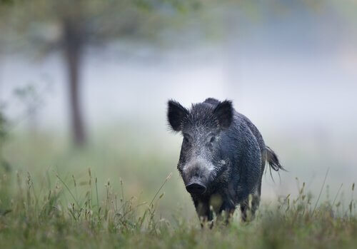 un cinghiale nero cammina in un bosco