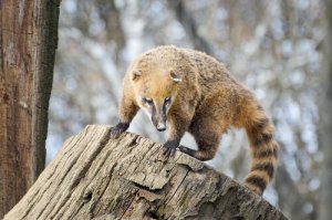 Il coati, un animale simpatico dal naso allungato