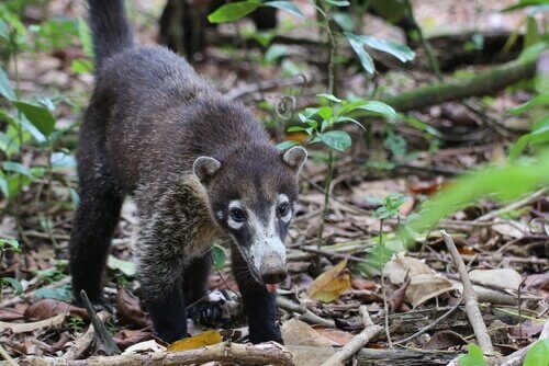 Coati mentre cerca cibo sul terreno