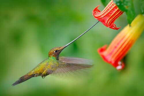 un colibri succhia polline da un fiore