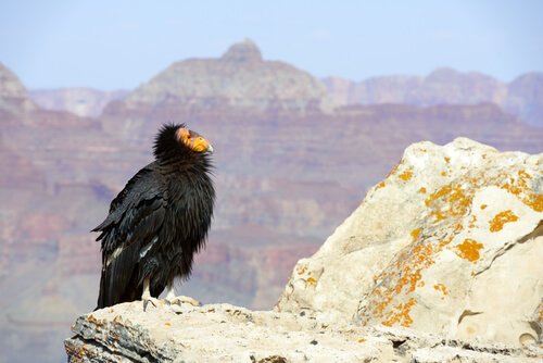 Condor della California 