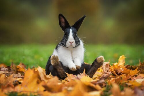 Coniglio bianco e nero seduto sulle foglie