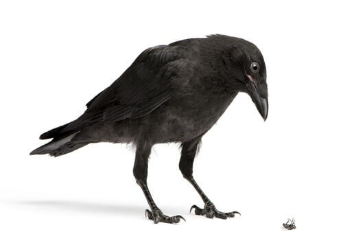 un corvo con le ali chiuse osserva una mosca