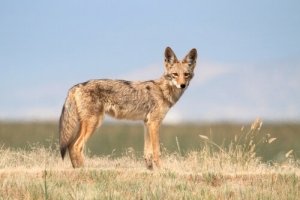 Coyote, alla scoperta del lupo della prateria