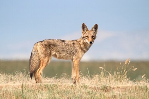 Coyote, alla scoperta del lupo della prateria