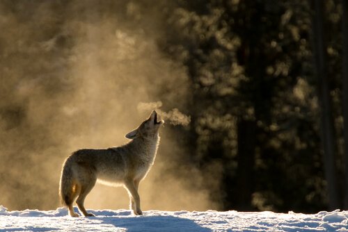 Coyote ulula accanto a una foresta