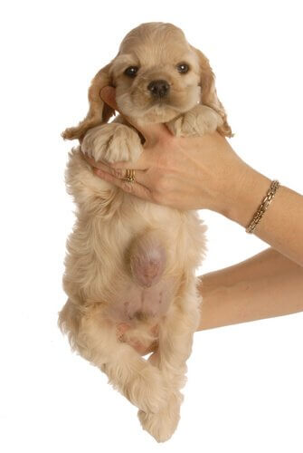 un cucciolo con ernia ombelicale