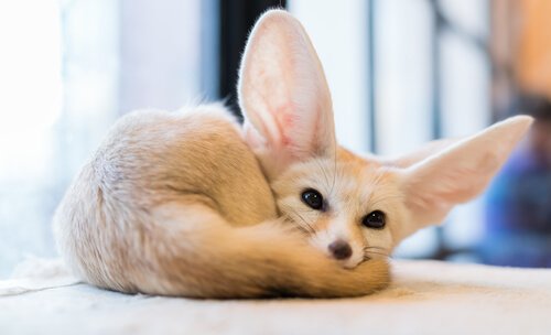 Cucciolo di Fennec sdraiato su un tavolo